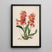 Sertum orchidaceum En krone af de smukkeste orkidéblomster Pl45 - John Lindley — indrammet kunstværk på væggen