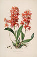 Sertum orchidaceum En krone af de smukkeste orkidéblomster Pl45 - John Lindley — visning af kunstværket