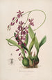 Sertum orchidaceum En krone af de smukkeste orkidéblomster Pl46 - John Lindley — visning af kunstværket