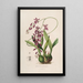 Sertum orchidaceum En krone af de smukkeste orkidéblomster Pl46 - John Lindley — indrammet kunstværk på væggen