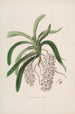 Sertum orchidaceum En krone af de smukkeste orkidéblomster Pl47 - John Lindley — visning af kunstværket