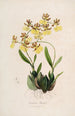 Sertum orchidaceum En krone af de smukkeste orkidéblomster Pl48 - John Lindley — visning af kunstværket