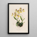 Sertum orchidaceum En krone af de smukkeste orkidéblomster Pl48 - John Lindley — indrammet kunstværk på væggen