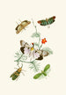 Le cabinet d'entomologie orientale Pl IV - John Obadiah Westwood — visning af kunstværket