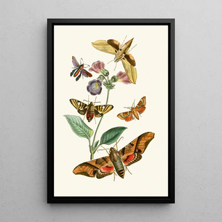 John Obadiah Westwood - The cabinet of oriental entomology Pl VII.webp