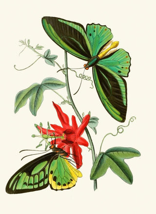 John Obadiah Westwood - The cabinet of oriental entomology Pl XII.webp