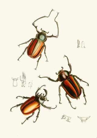 John Obadiah Westwood - The cabinet of oriental entomology Pl XIV.webp