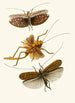 Le cabinet d'entomologie orientale Pl XVII - John Obadiah Westwood — visning af kunstværket