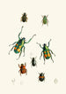 Le cabinet d'entomologie orientale Pl XVIII - John Obadiah Westwood — visning af kunstværket