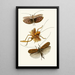 Le cabinet d'entomologie orientale Pl XVII - John Obadiah Westwood — indrammet kunstværk på væggen
