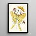 Le cabinet d'entomologie orientale Pl XXIII - John Obadiah Westwood — indrammet kunstværk på væggen