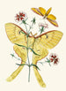 Le cabinet d'entomologie orientale Pl XXIII - John Obadiah Westwood — visning af kunstværket