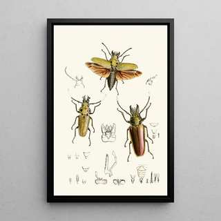 John Obadiah Westwood - The cabinet of oriental entomology Pl XXIV.webp