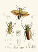 Le cabinet d'entomologie orientale Pl XXIV - John Obadiah Westwood — visning af kunstværket