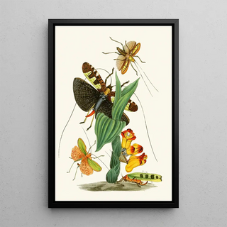 John Obadiah Westwood - The cabinet of oriental entomology Pl XXVI.webp