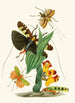 Le cabinet d'entomologie orientale Pl XXVI - John Obadiah Westwood — visning af kunstværket