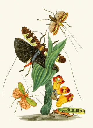 John Obadiah Westwood - The cabinet of oriental entomology Pl XXVI.webp