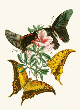 John Obadiah Westwood - The cabinet of oriental entomology Pl XXXII.webp