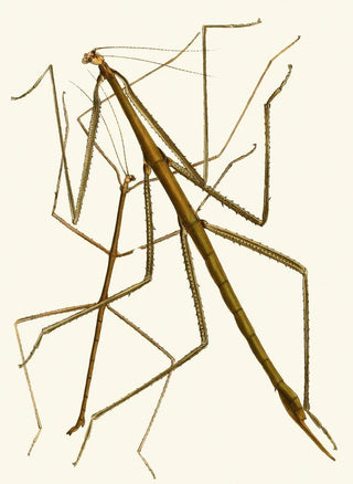 John Obadiah Westwood - The cabinet of oriental entomology Pl XXXIII.webp