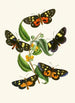 Le cabinet d'entomologie orientale Pl XXXIV - John Obadiah Westwood — visning af kunstværket