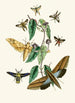 Le cabinet d'entomologie orientale Pl XXXI - John Obadiah Westwood — visning af kunstværket