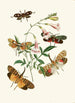 Le cabinet d'entomologie orientale Pl XXXVII - John Obadiah Westwood — visning af kunstværket