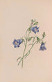 Immortelle - John Stevens Henslow — visning af kunstværket