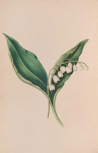 John Stevens Henslow - ForgetMeNot.webp