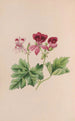 Campanule - John Stevens Henslow — visning af kunstværket