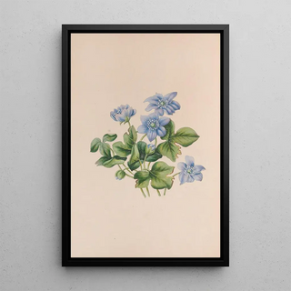 John Stevens Henslow - Hepatica.webp