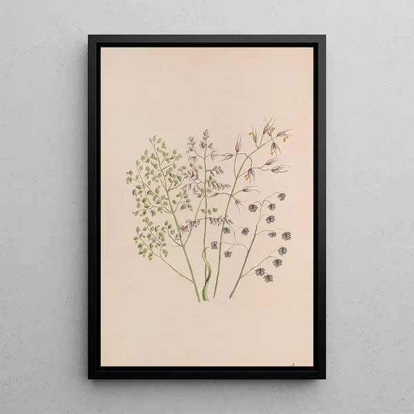 John Stevens Henslow - Moss Rose.webp