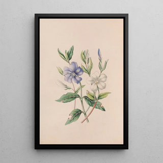 John Stevens Henslow - Periwinkle.webp