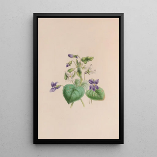 John Stevens Henslow - Sweet Scented Violet.webp