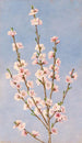Ferskenblomster - John William Hill — visning af kunstværket