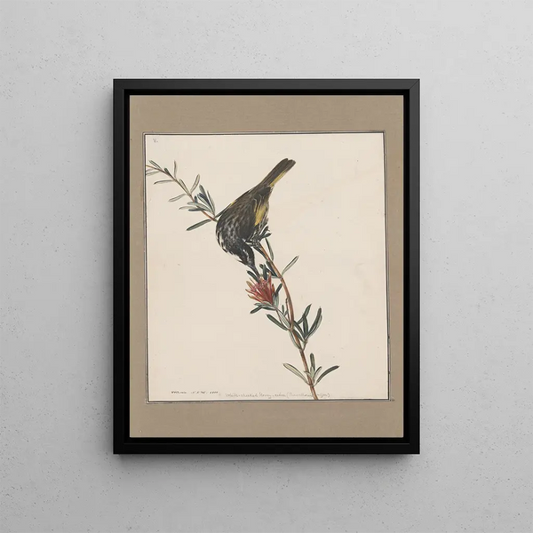 John William Lewin - Original watercolour drawings of birds and eggs Pl05.webp