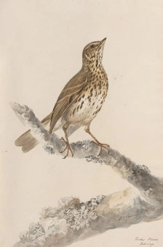 John William Lewin - Original watercolour drawings of birds and eggs Pl36.webp