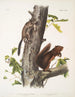 Sciurus Fremonsii Egern af Fremont Naturlig størrelse 2 Sciurus fuliginosus Egern fuligineux Naturlig størrelse - John Woodhouse Audubon — visning af kunstværket