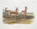 Amerikansk Antilope-maleri, han og hun - John Woodhouse Audubon — visning af kunstværket