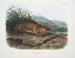 Aplodontie leporine, Sewellel, i naturlig størrelse - John Woodhouse Audubon — visning af kunstværket