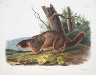Marmotte à ventre jaune mâle størrelse natur - John Woodhouse Audubon — visning af kunstværket