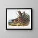 Marmotte à ventre jaune mâle størrelse natur - John Woodhouse Audubon — indrammet kunstværk på væggen