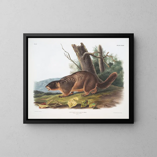 Marmotte à ventre jaune mâle størrelse natur - John Woodhouse Audubon — indrammet kunstværk på væggen