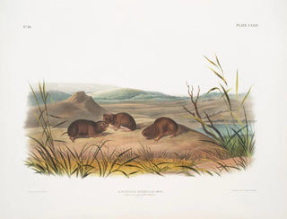 John Woodhouse Audubon - Arvicola borealis Northern MeadowMouse Natural size.webp