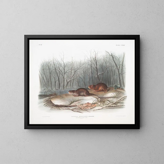 John Woodhouse Audubon - Arvicola richardsonii Richardsons Meadow Mouse Natural size.webp