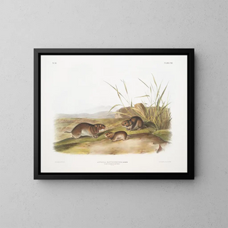 John Woodhouse Audubon - Arvicola xanthognathus Yellow cheeked Meadow Mouse Natural size.webp