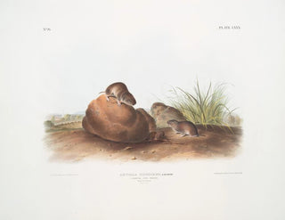 John Woodhouse Audubon - Arvocola pinetorum Lecontes Pine Mouse Male  Famale Natural size.webp