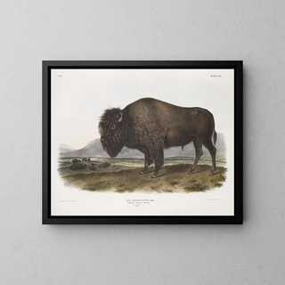 John Woodhouse Audubon - Bos Americanus American Bison or Buffalo Male.webp