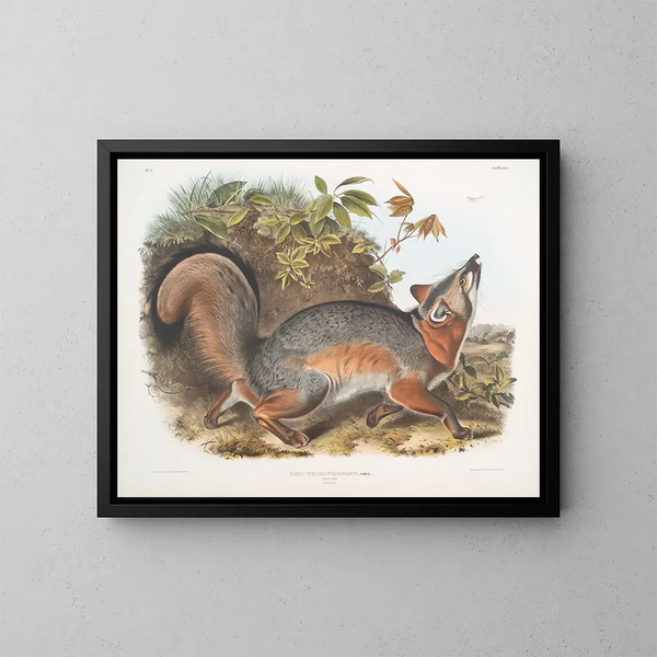 Renard gris - John Woodhouse Audubon — indrammet kunstværk på væggen