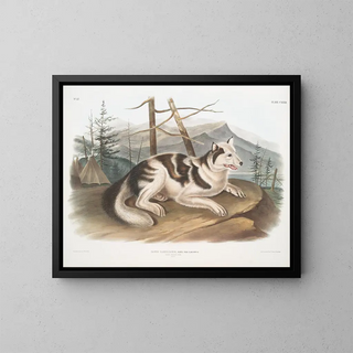 John Woodhouse Audubon - Canis familiaris HareIndian Dog Male.webp