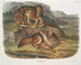 Løven af en græsmark han - John Woodhouse Audubon — visning af kunstværket